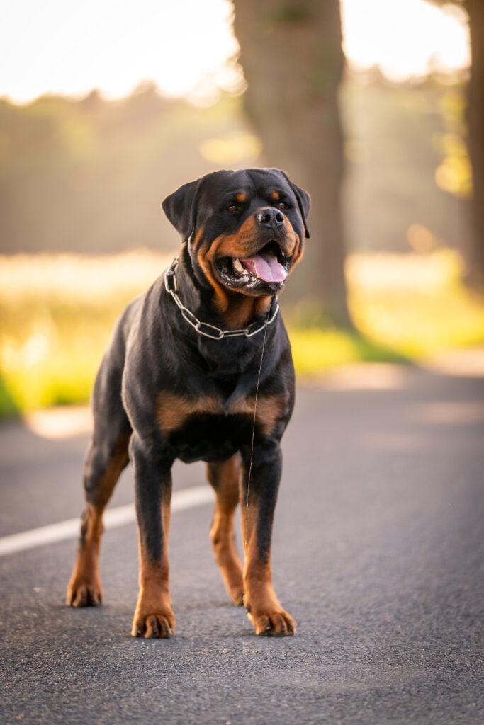 www.rottweiler-von-der-schailoh-ranch.de - Noris vom Willicher Wappen - Rottweiler Deckrüden