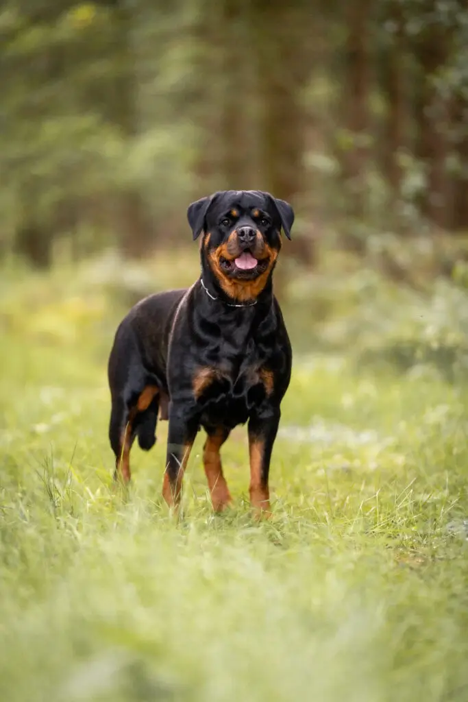 www.rottweiler-von-der-schailoh-ranch.de - Zuchthündin Peppa - Rottweiler Zuchthündinnen