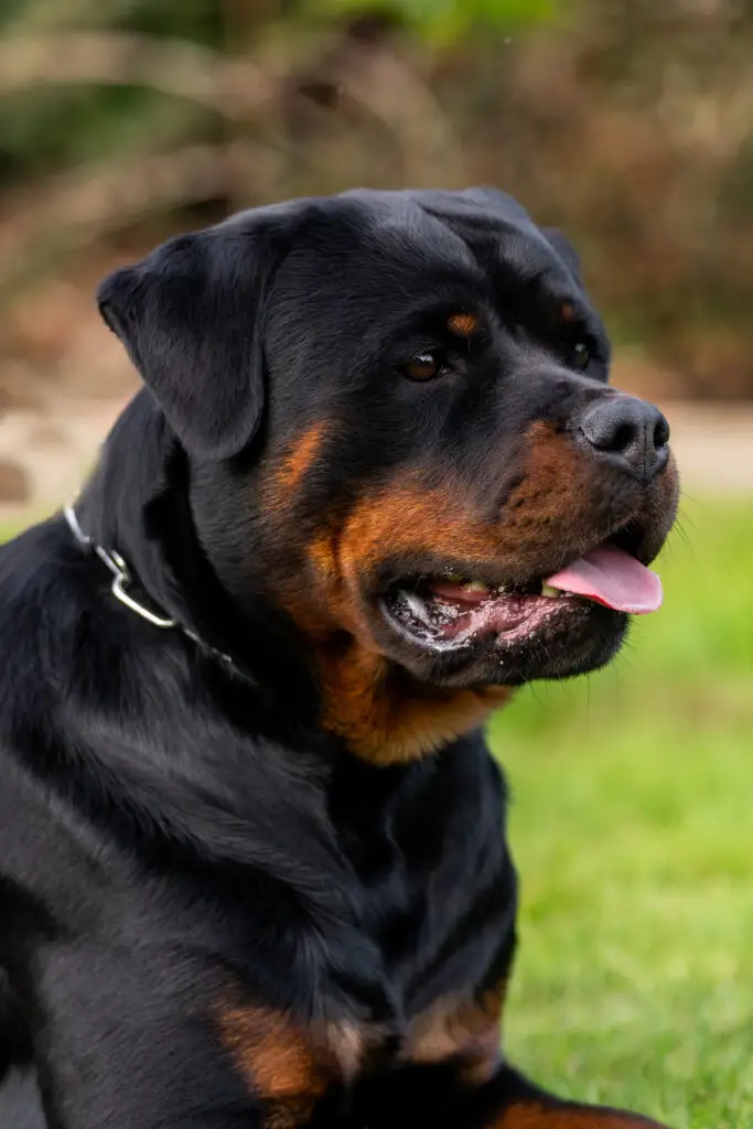 www.rottweiler-von-der-schailoh-ranch.de - Zuchthündin Rika vom Willicher Wappen - Rottweiler Zuchthündinnen